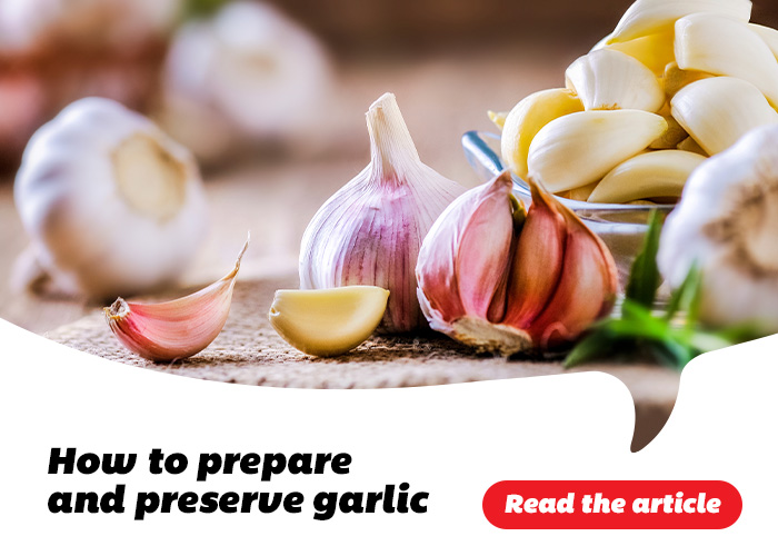 How to prepare and preserve garlic - Read the article