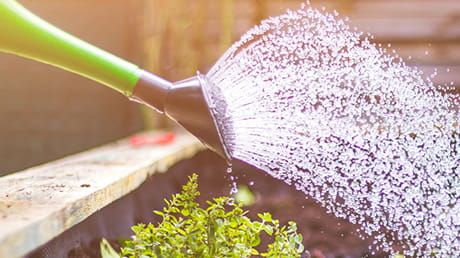 Jardin potager : plein de trucs pour des légumes et plantes en santé