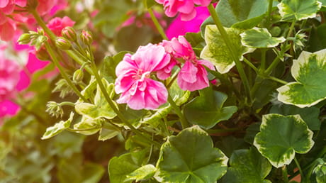 Indispensable tips for a well-balanced garden with an abundance of flowers