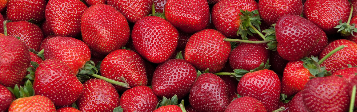Quebec Strawberry