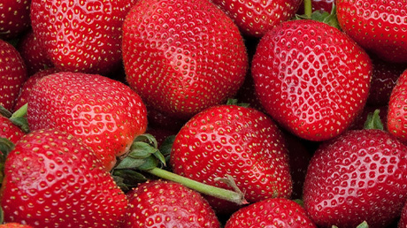 Quebec Strawberries