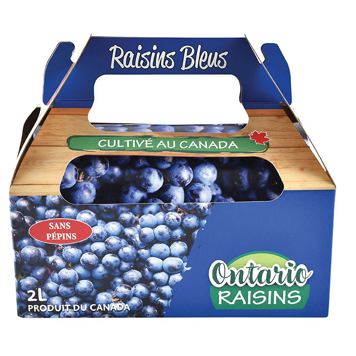 Seedless Blue Grapes