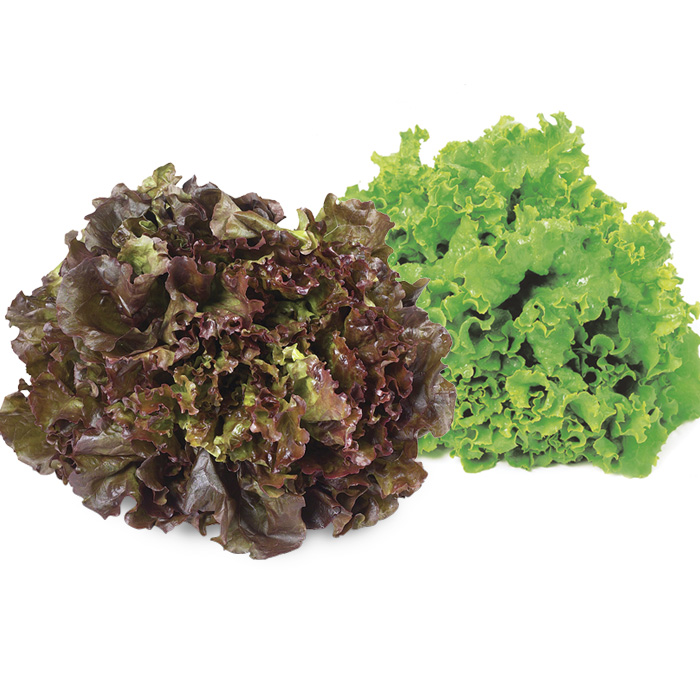 Green and red leaf lettuce