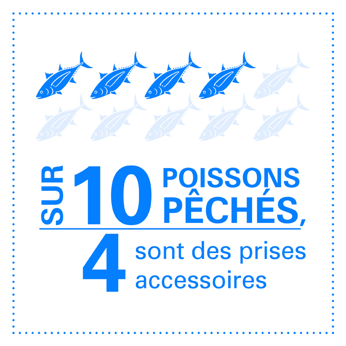 Sur 10 poissons pêchés, 4 sont des prises accessoires