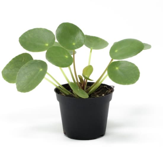 Pilea peperomoides