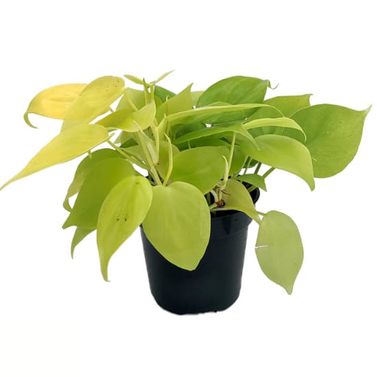 Philodendron