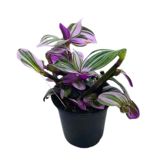 Tradescantia