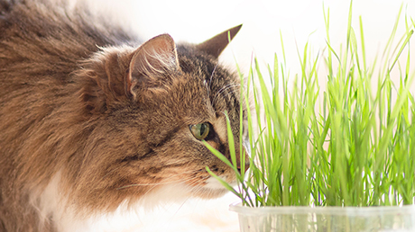 Cat grass: a healthy choice for pets