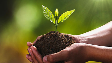 Cinq gestes verts à poser au jardin