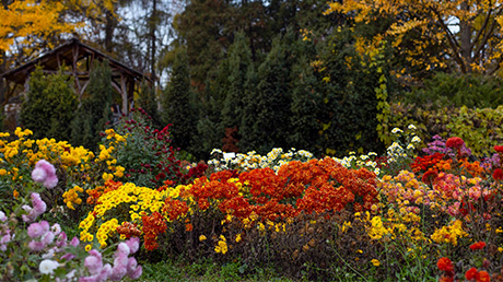 Celebrate Fall with Decorative Plants