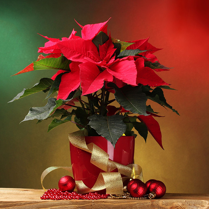 Traditional poinsettia