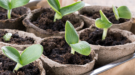 5 steps to successful seedlings and an abundent home garden