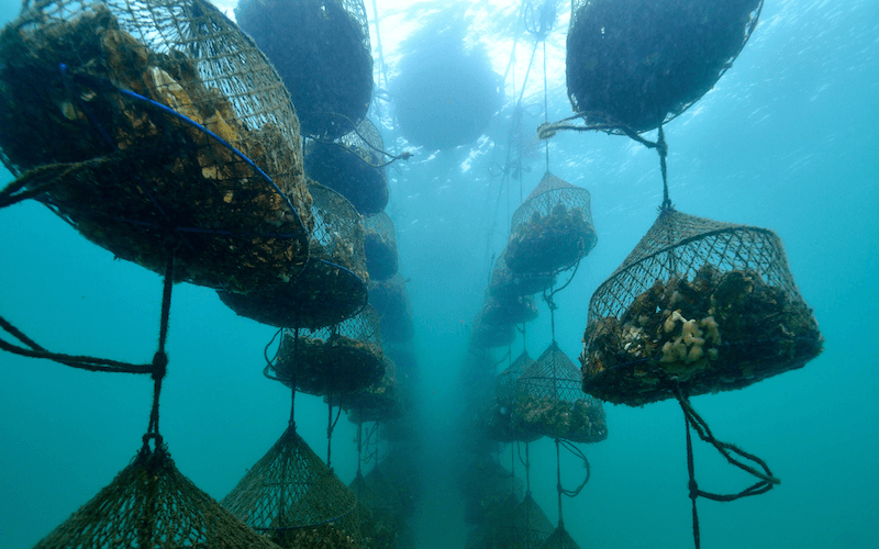 Mussels, oysters, and co.: for a sustainable diet