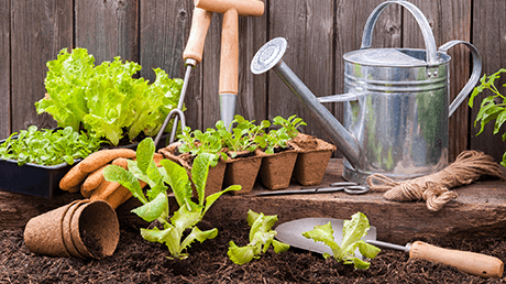How to grow a lush and abundant garden